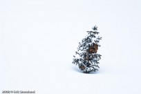 snow, fresh, dream lake, lone